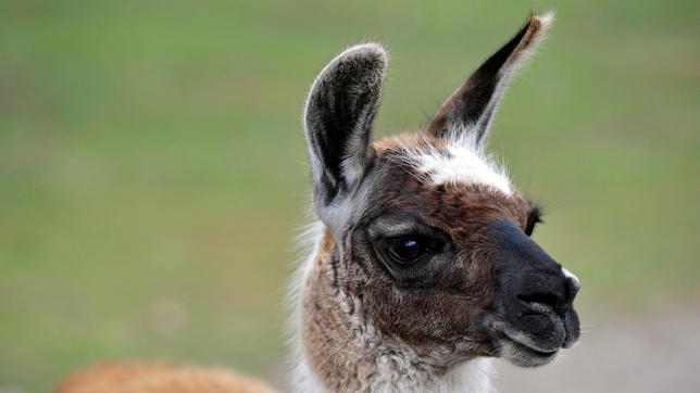 Junges Lama im Tierpark Berlin.