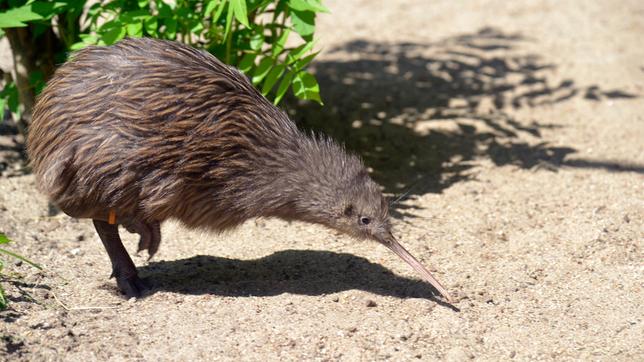 Kiwi-Jungtier im Zoo Berlin.