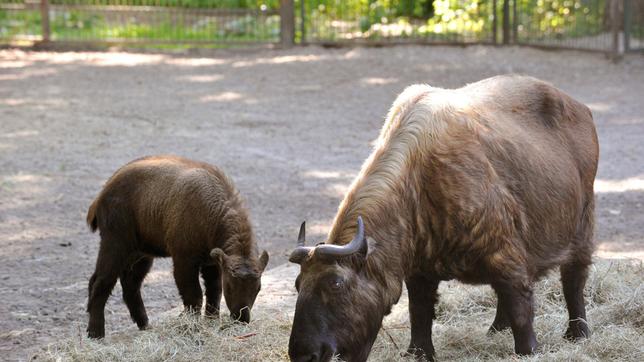 Nachwuchs bei den Takinen: Zwei Mishmi-Takinkinder und ein Goldtakinbaby sind hier geboren. Mishimi-Takin Mutter und Junges