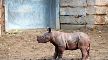 Spitzmaulnashorn-Nachwuchs im Zoo Berlin.