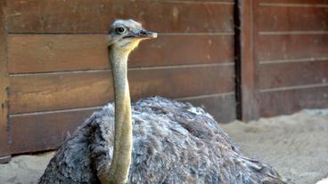 Strauß im Zoo Berlin.