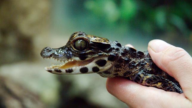 Stumpfkrokodil-Nachwuchs im Tierpark Berlin.