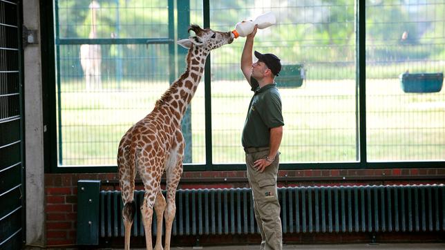 Tierpark Berlin: Tierpfleger Enrico Rödiger füttert das Giraffenkind Jule mit der Flasche.