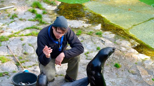 Zoo Berlin Tierpfleger Daniel Bohnenberger beim Training mit einem Seebären.