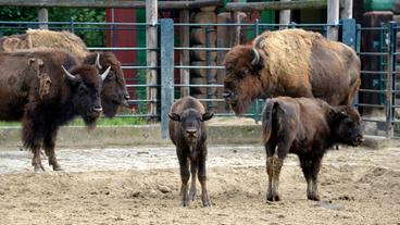 Zwei Bisonkälber im Zoo Berlin.