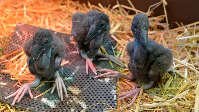 Der Klaffschnabel-Nachwuchs im Tierpark Berlin.