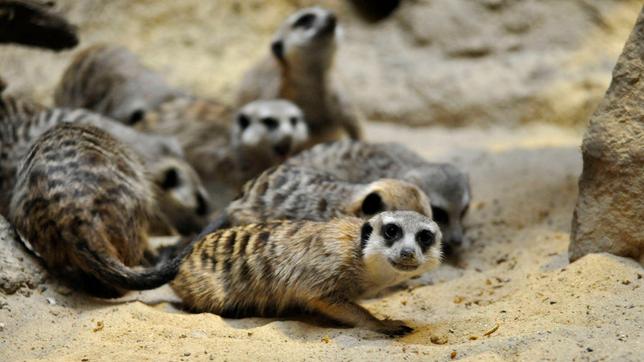 Die geselligen Erdmännchen leben in freier Natur in Rudeln im südlichen Afrika.