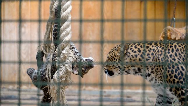 Javaleoparden-Junge Pelangi und Mutter Sinta im Tierpark Berlin