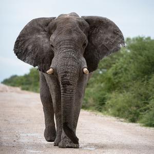Elefantenbulle laeuft auf einer Straße im Etosha Nationalpark, Namibia
