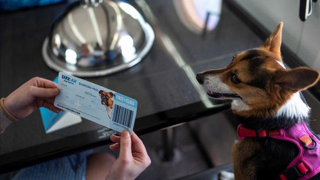 Fliegen mit "Bark Air": voller Service für den Hund