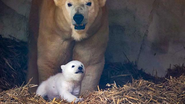 Eisbärbaby im Zoo Karlsruhe