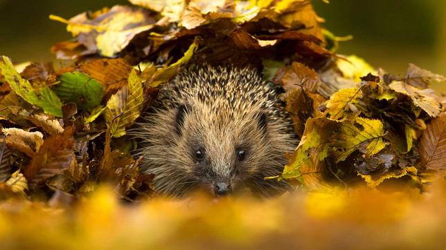 Der Westeuropäische Igel gehört jetzt zu den bedrohten Arten. 