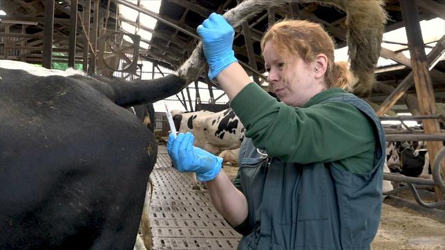 Tierärztin Karin Detmers behandelt eine Kuh