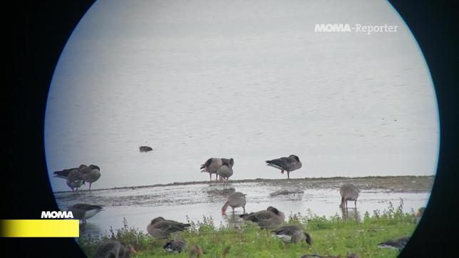 Wasservögel an der Havel