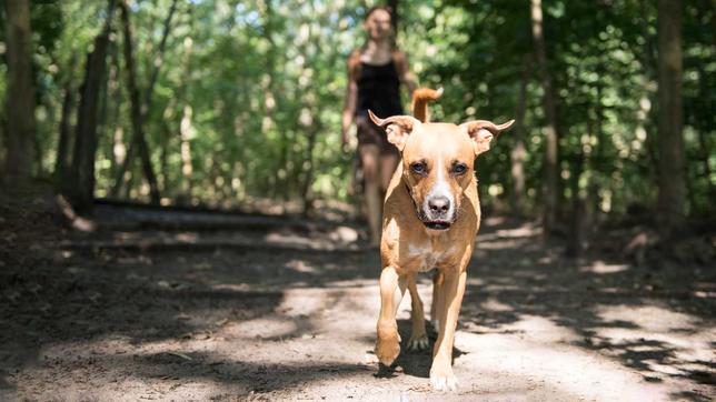 Service: Rechtslage bei Hunden