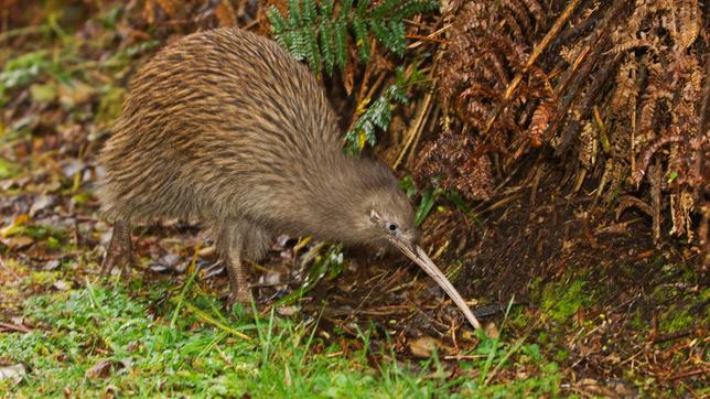 Ein Kiwi sucht auf dem Boden nach Fressen.