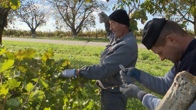 Zwei Männer arbeiten an Weinreben.