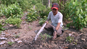 Bauer mit Machete bei Maniokpflanzen 