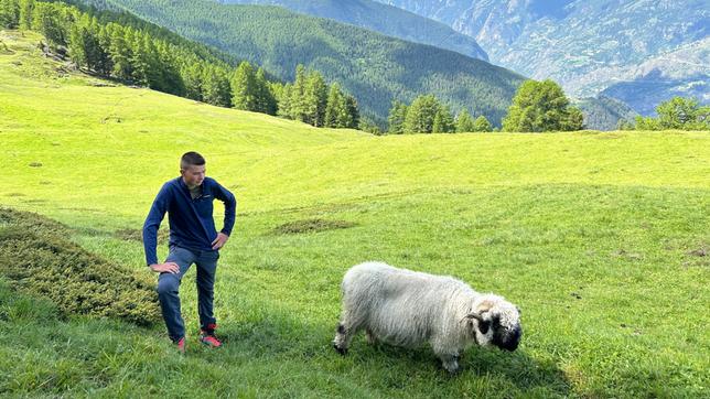 Ein Mann und ein Schaf auf einer grünen Bergwiese mit hohen Bergen im Hintergrund