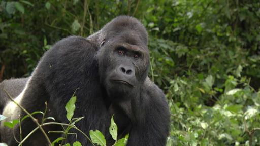 Kongo Weltspiegel Ard Das Erste