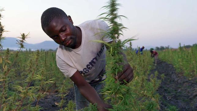 Farmer auf Feld mit Cannabis-Pflanzen