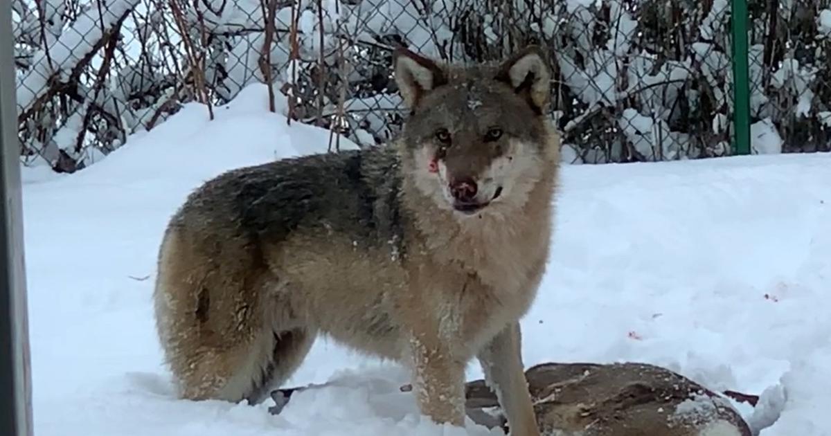 Schweden Leben Mit Dem Wolf Weltspiegel Ard Das Erste