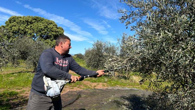 Bauer bei Olivenernte