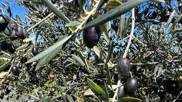 Oliven an Olivenbaum 