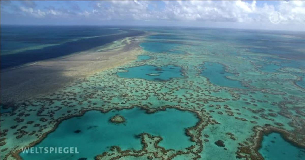 Video: Australien: Great Barrier... - Weltspiegel - ARD | Das Erste