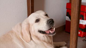 Bild: NDR/Doclights GmbH 2020 Gefährliche Streptokokken auf dem Zahnstein eines Golden Retrievers machen die ganze Besitzer-Familie krank.