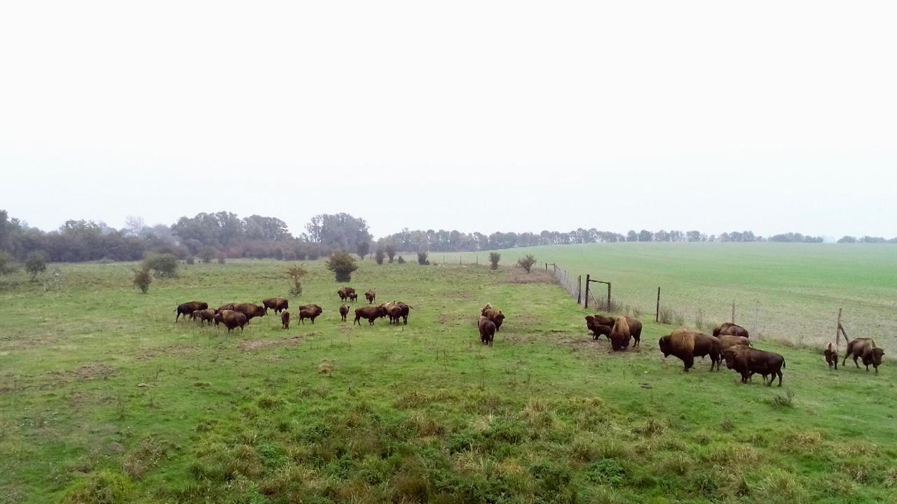 Video Vorsicht Rattengift 37 Die Tierarzte Retter Mit Herz Ard Das Erste