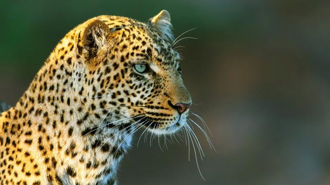 Für den Film gelangen im Laufe von zweieinhalb Jahren ungemein nahe Einblicke in das Sozialleben und die Jagdtechniken von Leoparden.