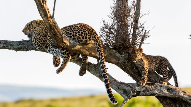 Eine Leopardin mit einem etwa drei Monate alten Jungen. Erwachsene und junge Leoparden bringen sich vor Konkurrenten oft auf Bäumen in Sicherheit, da Löwen schlechte Kletterer sind und Hyänen mit ihren stumpfen Klauen überhaupt nicht klettern können.