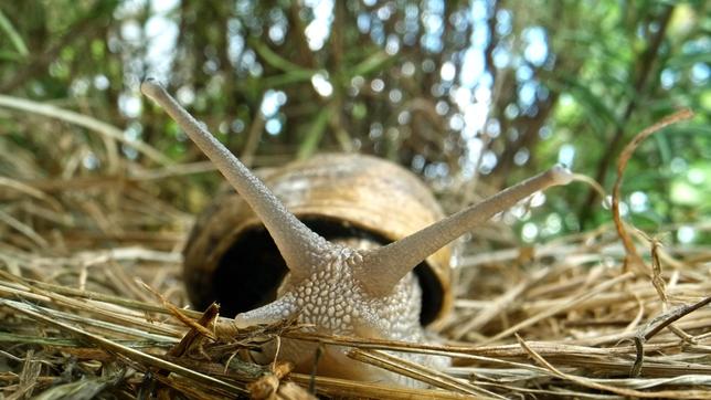 Auf den langen Fühlern der Weinbergschnecke sitzen ihre Augen, mit den kurzen Fühlern schmeckt die Schnecke bei der Nahrungssuche.