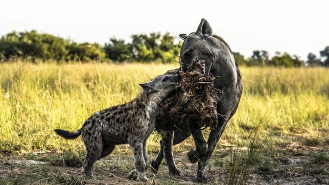 Eine Hyäne und ihr Welpe spielen mit einem trockenen Stumpf Holz.