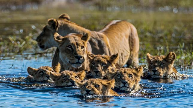 Zwei Löwinnen und ihre sechs Jungen wollen einen Bachlauf überqueren. Die Mütter sind wachsam und halten nach jeder Gefahr Ausschau.