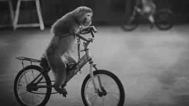 Ein Orang-Utan fährt auf einem Fahrrad