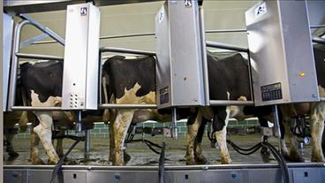 Automatische Melkmaschinen in einem Kuhstall in Elsie, Michigan