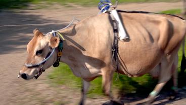 Eine Kuh mit einem Messgerät auf dem Rücken.