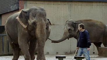 Pflerger führt Elefanten ins Freigehege
