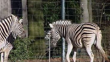 Humpeldendes Zebra