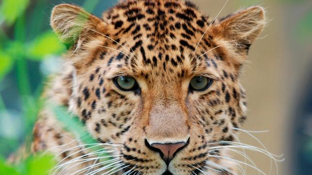Der Chinesische Leopard Julius ist ein ganz sportlicher Typ. 