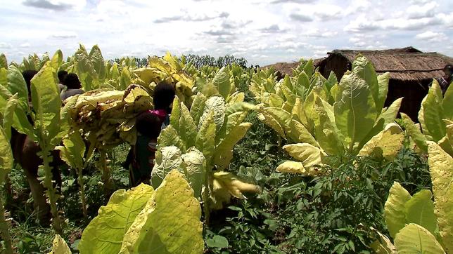 Tabakplantagen Malawi