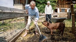 Das ältere Gästepaar Hans (Hark Bohm) und Margarethe Bosch (Christine Ostermayer) kümmern sich um Ferkel Constanze.