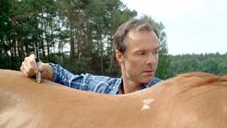 Der Pferdeflüsterer Nils Peterson (Hannes Jaenicke) versteht es genau, das Leid eines Tieres zu ergründen.