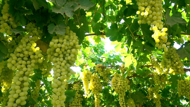 Welche Weißweinsorte eignet sich für jahrelange Lagerung?