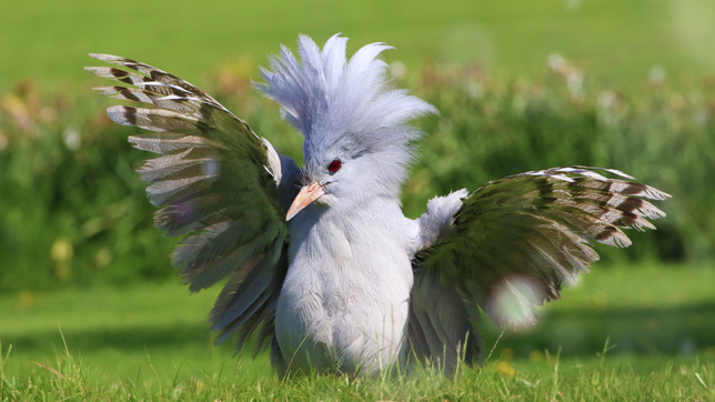 Kagu