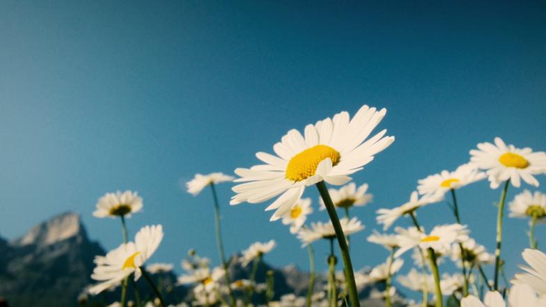 Video Bedeutung Bellis Perennis Wer Weiss Denn Sowas Ard Das Erste