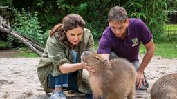 Tierärztin Dr. Susanne Mertens (Elisabeth Lanz) und Cheftierpfleger Conny Weidner (Thorsten Wolf) sorgen sich um Capybara-Männchen Toto. Das Wasserschwein blutet aus dem Mund und frisst nicht.